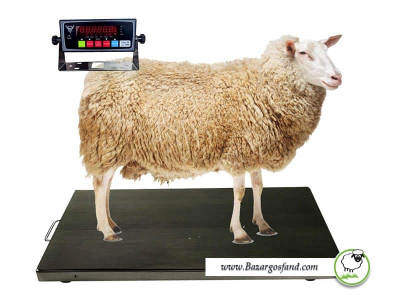 وزن کردن گوسفند و بره