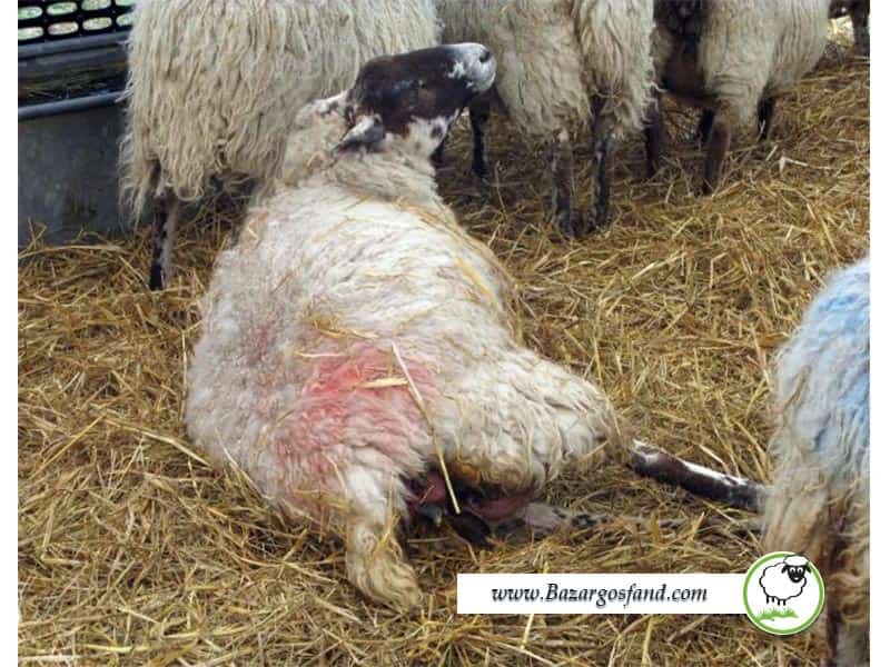عوامل موثر بر تولید مثل گوسفند