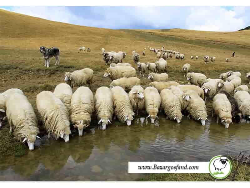 آب برای گوسفند
