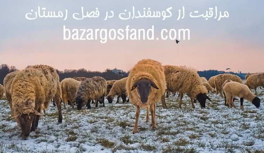 مراقبت از گوسفندان در زمستان