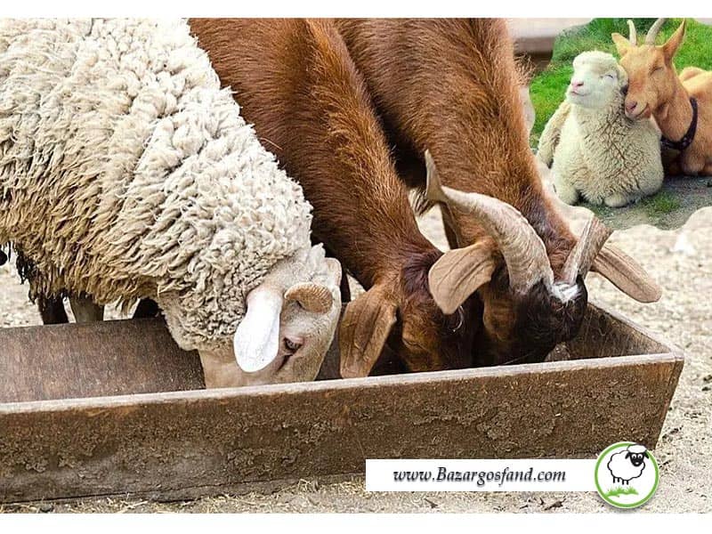 عادات غذایی بز و گوسفند