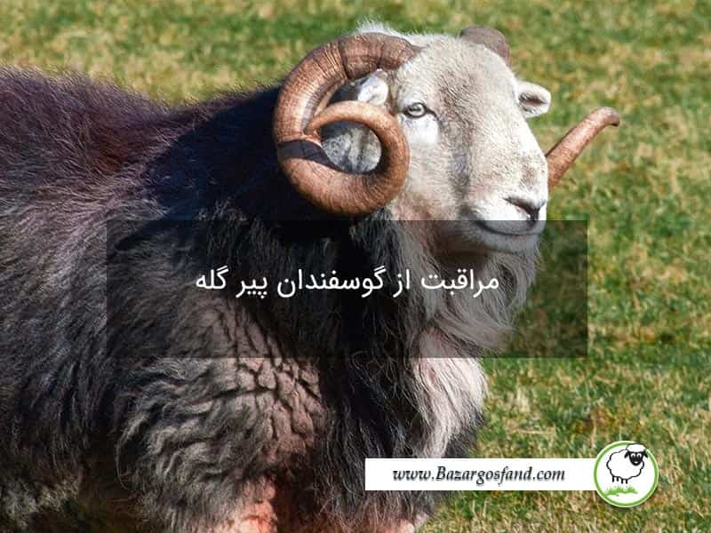 گوسفند پیر