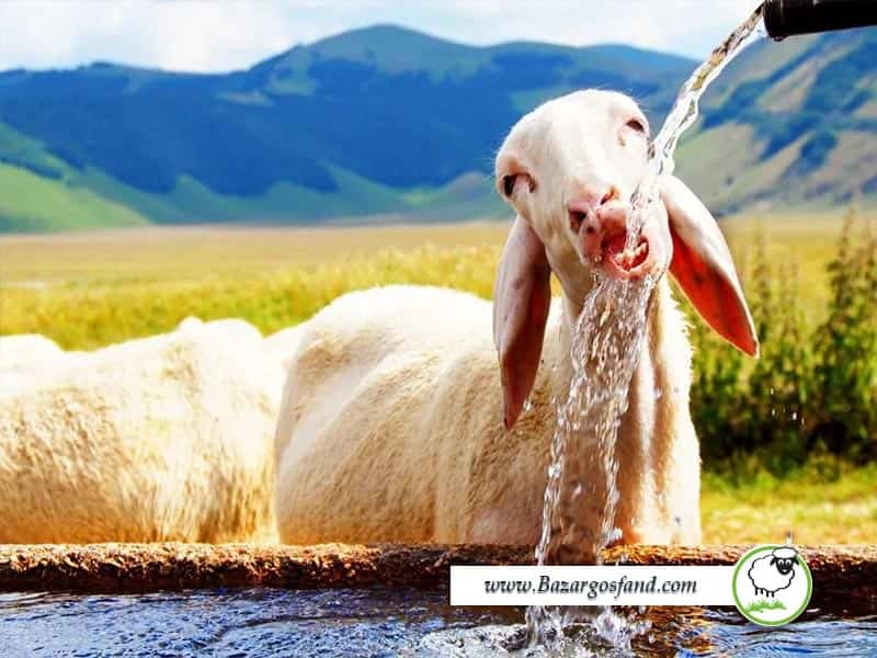 آب جهت جلوگیری از تنش گرمایی گوسفندان