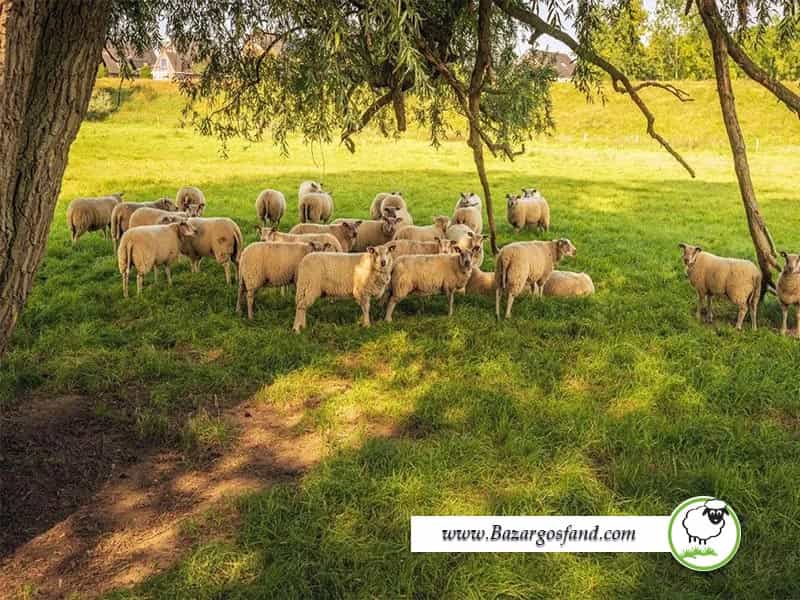 خنک نگهداشتن گوسفندان در تابستان