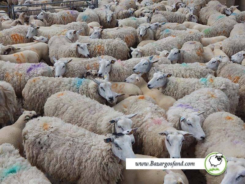 شمارش گوسفندان دنیا