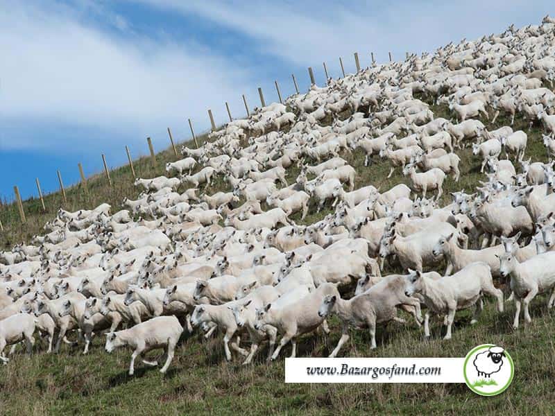 جمعیت گوسفندان