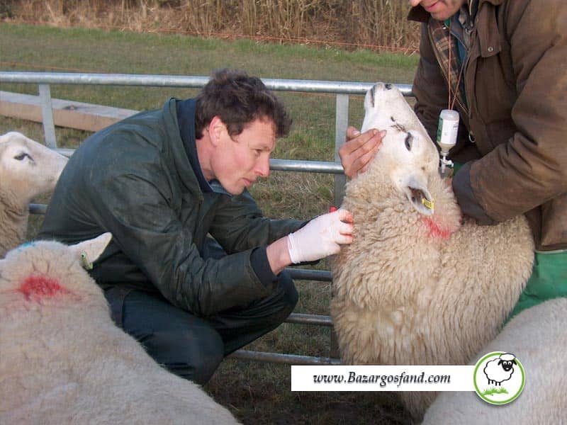 معاینه دامپزشکی گوسفند