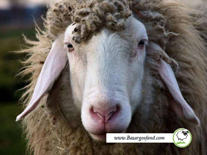 چرا گوسفند بو می‌دهد؟