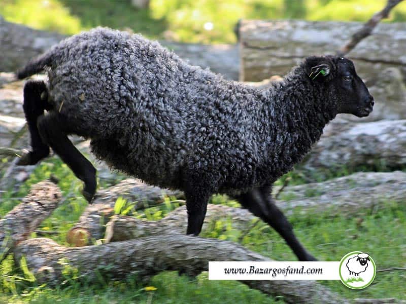 سریع ترین گوسفند جهان
