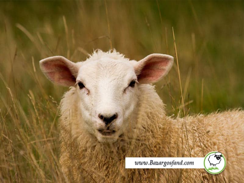 هوش گوسفند چقدر است؟
