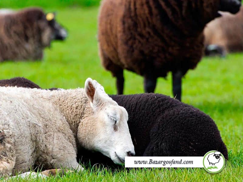 خوابیدن گوسفندان