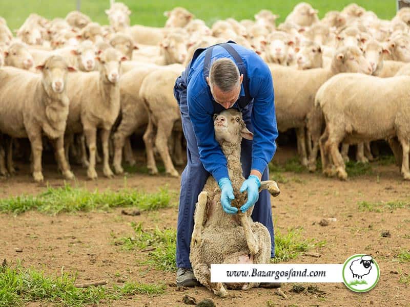 درمان عفونت پای گوسفندان