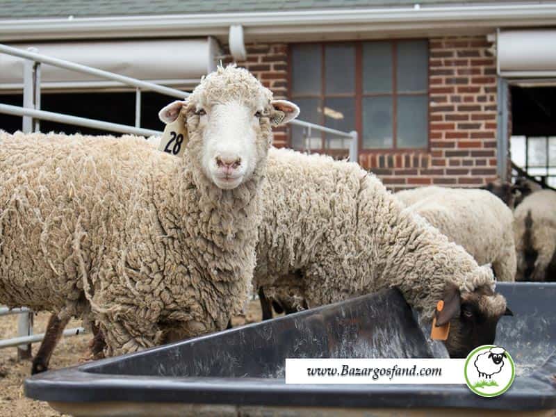 درمان مسمومیت با نمک گوسفندان