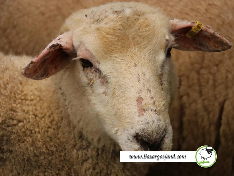 درمان مسمومیت با مس گوسفندان