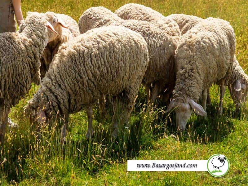درمان کم خونی گوسفندان و بز ها