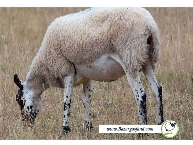 کمبود منیزیم گوسفند
