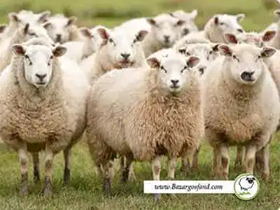 قیمت گوسفنده در تهران
