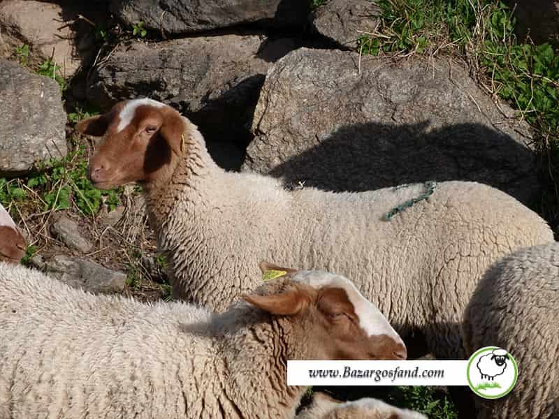 گوسفند شیشک چیست؟