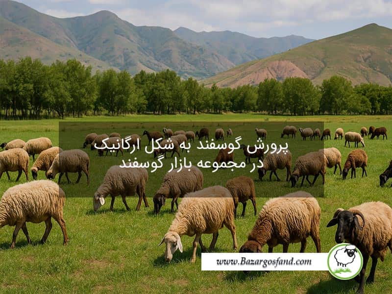 گوسفند ارگانیک