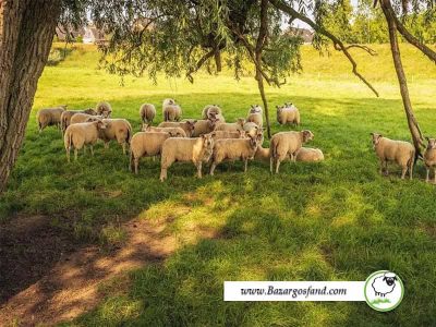 خنک نگهداشتن گوسفندان در تابستان