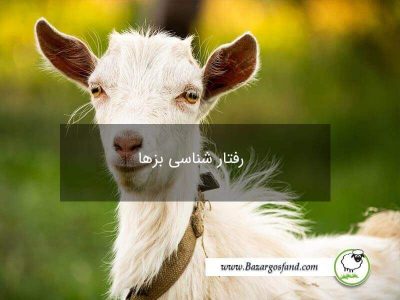 Goat-Behavior-1