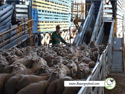 صادرات گوسفند