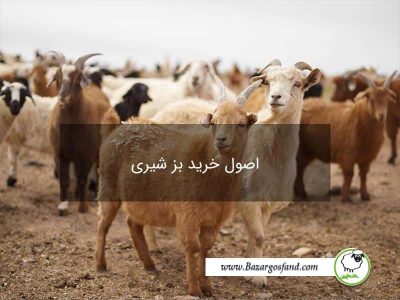 خرید بز شیری