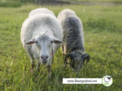 مسمومیت مس در گوسفندان