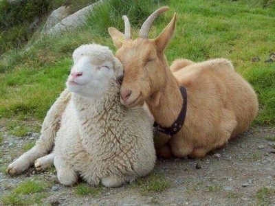 تفاوت گوسفند و بز