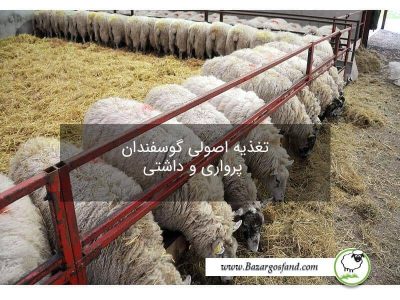 تغذیه صحیح گوسفند