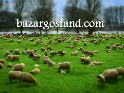 پشم خواری بره گوسفند