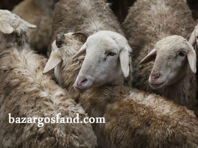 مدیریت گله گوسفندان